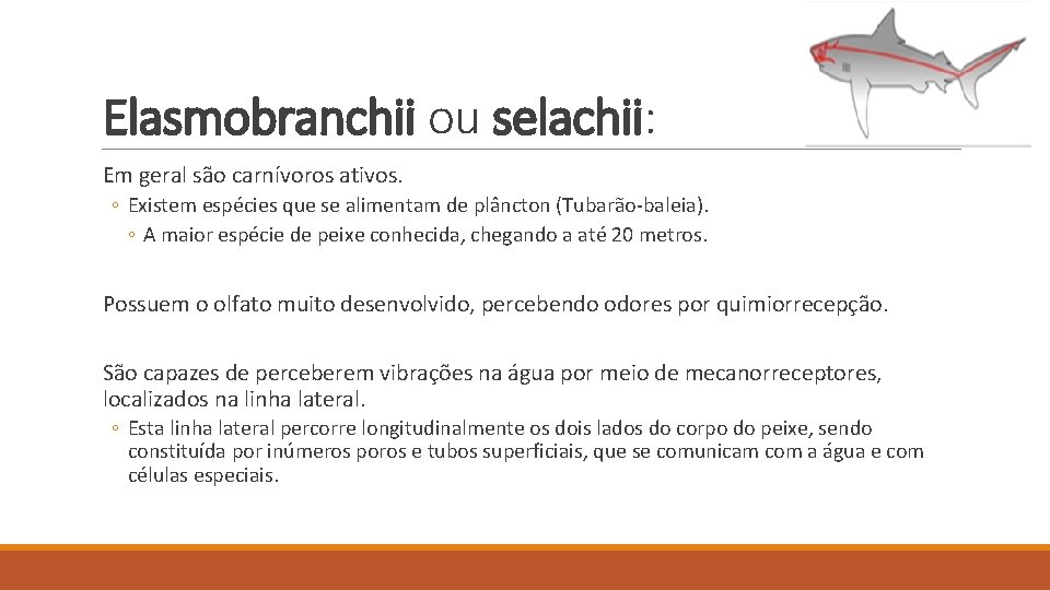 Elasmobranchii ou selachii: Em geral são carnívoros ativos. ◦ Existem espécies que se alimentam Elasmobranchii ou selachii: Em geral são carnívoros ativos. ◦ Existem espécies que se alimentam