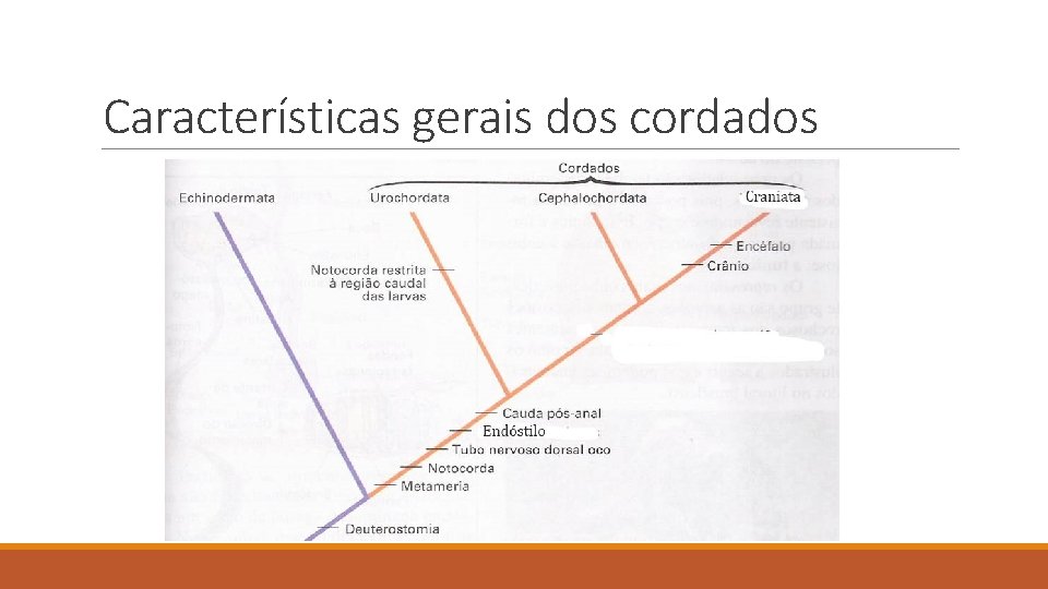 Características gerais dos cordados Características gerais dos cordados