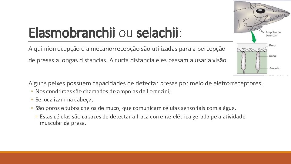 Elasmobranchii ou selachii: A quimiorrecepção e a mecanorrecepção são utilizadas para a percepção de Elasmobranchii ou selachii: A quimiorrecepção e a mecanorrecepção são utilizadas para a percepção de