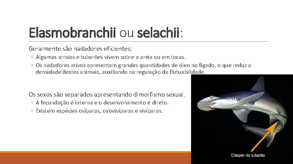 Elasmobranchii ou selachii: Geralmente são nadadores eficientes; ◦ Algumas arraias e tubarões vivem sobre Elasmobranchii ou selachii: Geralmente são nadadores eficientes; ◦ Algumas arraias e tubarões vivem sobre