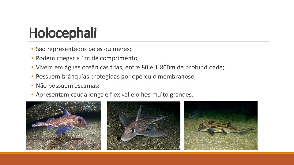 Holocephali • São representados pelas quimeras; • Podem chegar a 1 m de comprimento; Holocephali • São representados pelas quimeras; • Podem chegar a 1 m de comprimento;