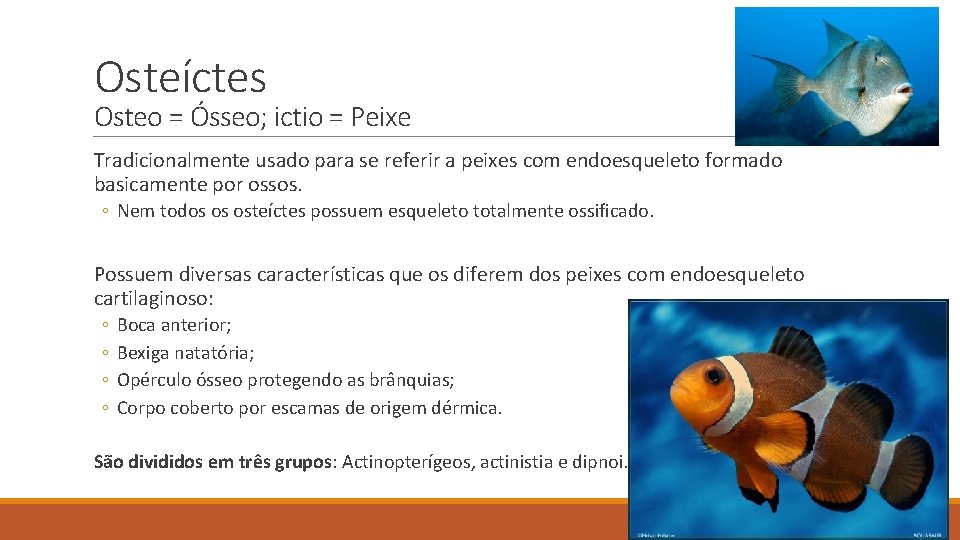 Osteíctes Osteo = Ósseo; ictio = Peixe Tradicionalmente usado para se referir a peixes Osteíctes Osteo = Ósseo; ictio = Peixe Tradicionalmente usado para se referir a peixes