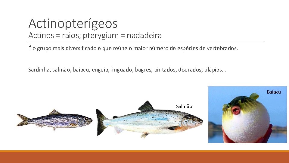 Actinopterígeos Actínos = raios; pterygium = nadadeira É o grupo mais diversificado e que Actinopterígeos Actínos = raios; pterygium = nadadeira É o grupo mais diversificado e que