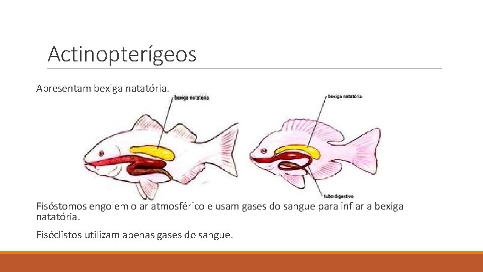 Actinopterígeos Apresentam bexiga natatória. Fisóstomos engolem o ar atmosférico e usam gases do sangue Actinopterígeos Apresentam bexiga natatória. Fisóstomos engolem o ar atmosférico e usam gases do sangue