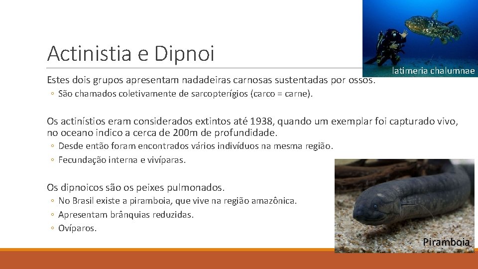 Actinistia e Dipnoi Estes dois grupos apresentam nadadeiras carnosas sustentadas por ossos. latimeria chalumnae Actinistia e Dipnoi Estes dois grupos apresentam nadadeiras carnosas sustentadas por ossos. latimeria chalumnae