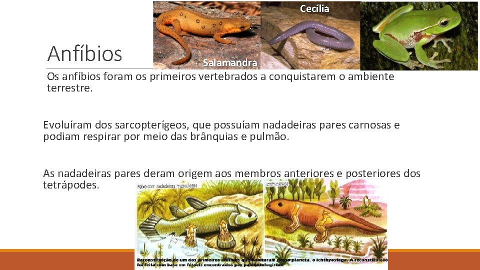 Cecília Anfíbios Salamandra Os anfíbios foram os primeiros vertebrados a conquistarem o ambiente terrestre. Cecília Anfíbios Salamandra Os anfíbios foram os primeiros vertebrados a conquistarem o ambiente terrestre.