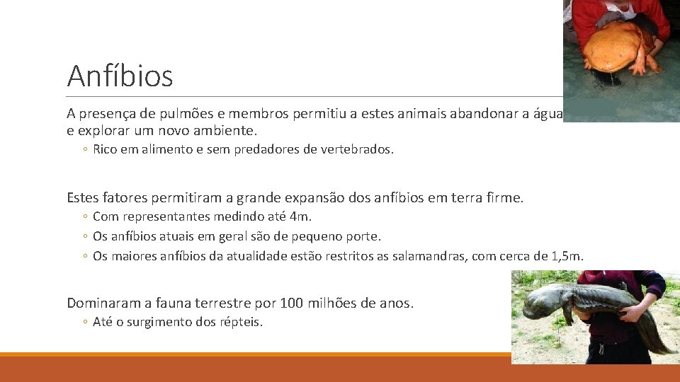 Anfíbios A presença de pulmões e membros permitiu a estes animais abandonar a água Anfíbios A presença de pulmões e membros permitiu a estes animais abandonar a água