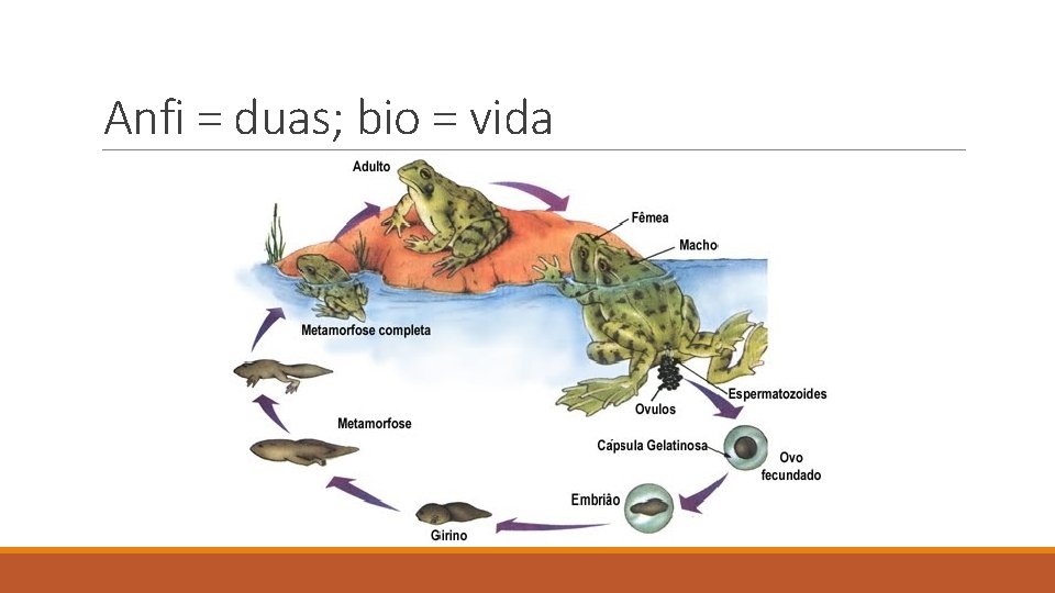 Anfi = duas; bio = vida Anfi = duas; bio = vida
