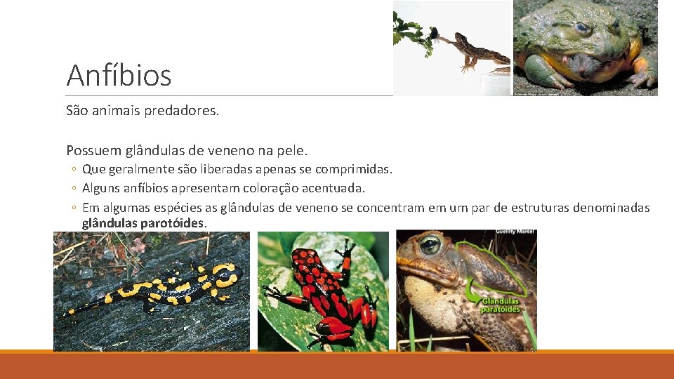 Anfíbios São animais predadores. Possuem glândulas de veneno na pele. ◦ Que geralmente são Anfíbios São animais predadores. Possuem glândulas de veneno na pele. ◦ Que geralmente são