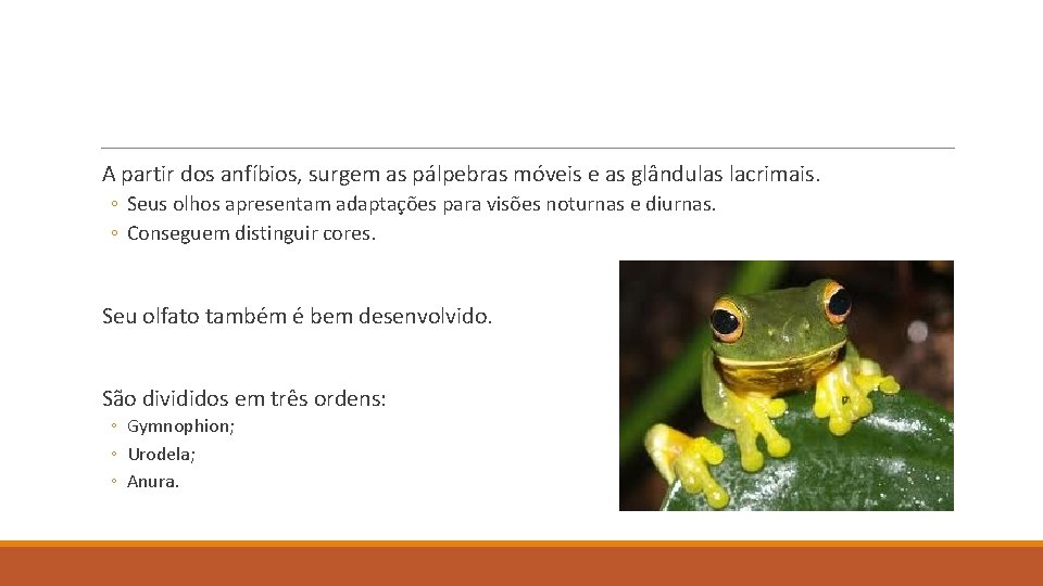 A partir dos anfíbios, surgem as pálpebras móveis e as glândulas lacrimais. ◦ Seus A partir dos anfíbios, surgem as pálpebras móveis e as glândulas lacrimais. ◦ Seus