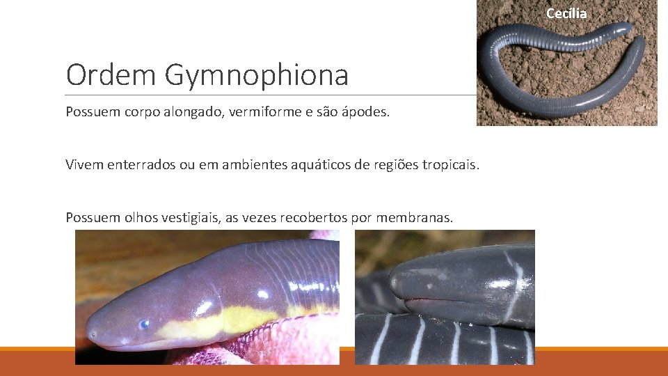 Cecília Ordem Gymnophiona Possuem corpo alongado, vermiforme e são ápodes. Vivem enterrados ou em Cecília Ordem Gymnophiona Possuem corpo alongado, vermiforme e são ápodes. Vivem enterrados ou em
