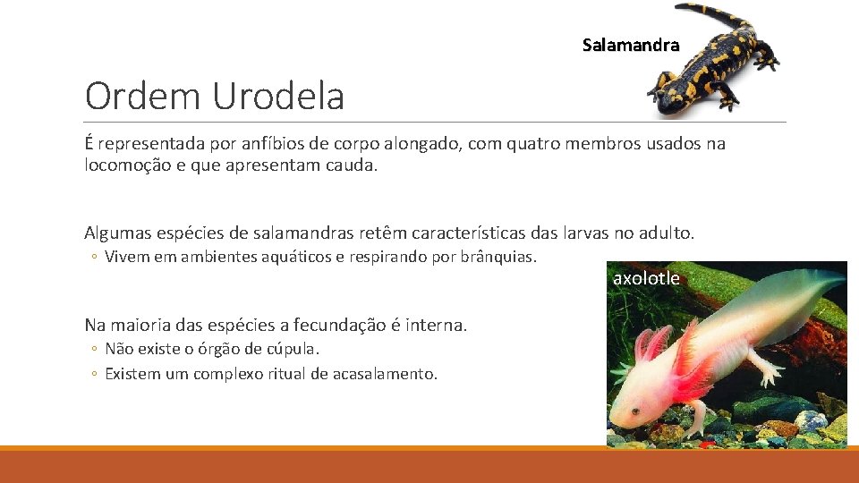 Salamandra Ordem Urodela É representada por anfíbios de corpo alongado, com quatro membros usados Salamandra Ordem Urodela É representada por anfíbios de corpo alongado, com quatro membros usados