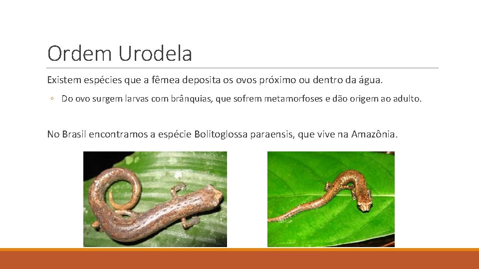 Ordem Urodela Existem espécies que a fêmea deposita os ovos próximo ou dentro da Ordem Urodela Existem espécies que a fêmea deposita os ovos próximo ou dentro da
