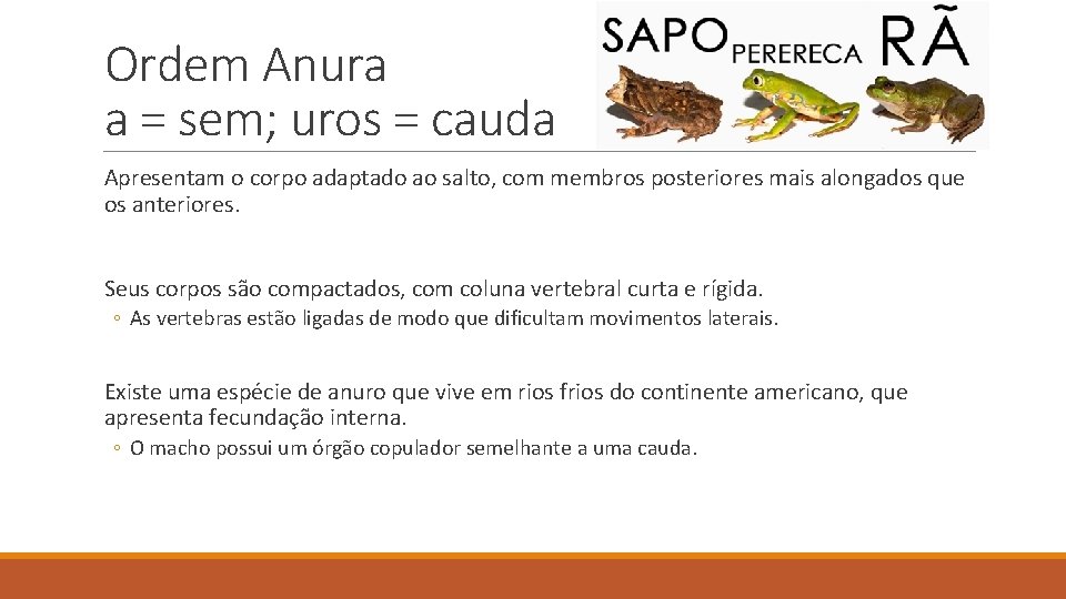 Ordem Anura a = sem; uros = cauda Apresentam o corpo adaptado ao salto, Ordem Anura a = sem; uros = cauda Apresentam o corpo adaptado ao salto,