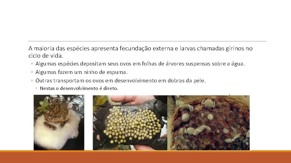 A maioria das espécies apresenta fecundação externa e larvas chamadas girinos no ciclo de A maioria das espécies apresenta fecundação externa e larvas chamadas girinos no ciclo de