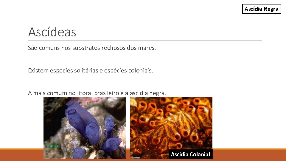 Ascídia Negra Ascídeas São comuns nos substratos rochosos dos mares. Existem espécies solitárias e Ascídia Negra Ascídeas São comuns nos substratos rochosos dos mares. Existem espécies solitárias e