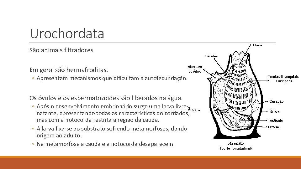 Urochordata São animais filtradores. Em geral são hermafroditas. ◦ Apresentam mecanismos que dificultam a Urochordata São animais filtradores. Em geral são hermafroditas. ◦ Apresentam mecanismos que dificultam a