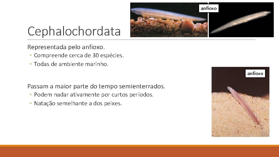 anfioxo Cephalochordata Representada pelo anfioxo. ◦ Compreende cerca de 30 espécies. ◦ Todas de anfioxo Cephalochordata Representada pelo anfioxo. ◦ Compreende cerca de 30 espécies. ◦ Todas de