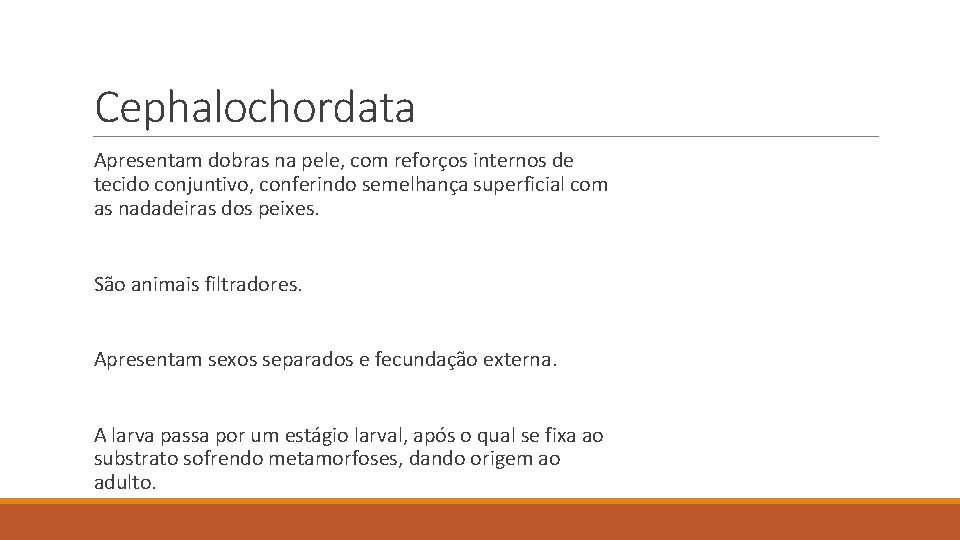 Cephalochordata Apresentam dobras na pele, com reforços internos de tecido conjuntivo, conferindo semelhança superficial Cephalochordata Apresentam dobras na pele, com reforços internos de tecido conjuntivo, conferindo semelhança superficial