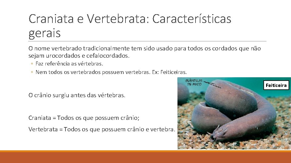 Craniata e Vertebrata: Características gerais O nome vertebrado tradicionalmente tem sido usado para todos Craniata e Vertebrata: Características gerais O nome vertebrado tradicionalmente tem sido usado para todos