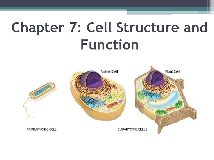 Chapter 7: Cell Structure and Function 