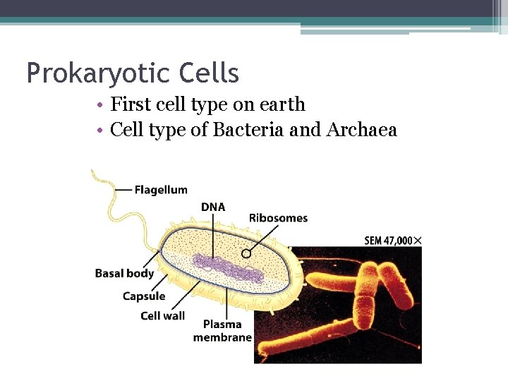 Prokaryotic Cells • First cell type on earth • Cell type of Bacteria and