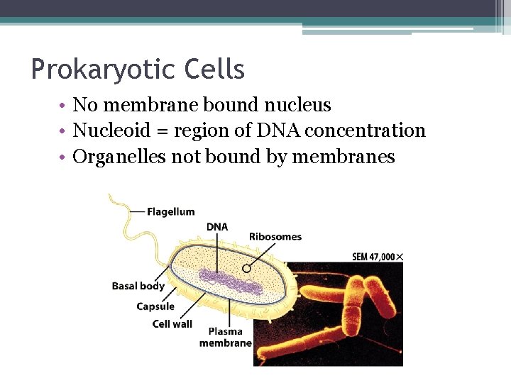 Prokaryotic Cells • No membrane bound nucleus • Nucleoid = region of DNA concentration