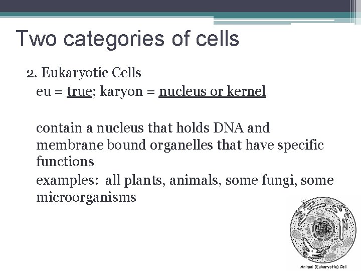 Two categories of cells 2. Eukaryotic Cells eu = true; karyon = nucleus or