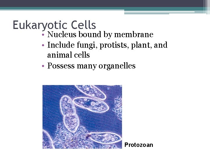 Eukaryotic Cells • Nucleus bound by membrane • Include fungi, protists, plant, and animal