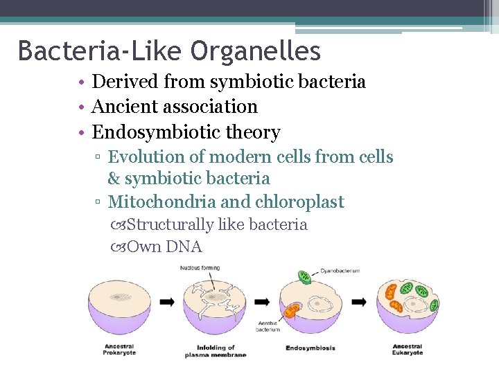 Bacteria-Like Organelles • Derived from symbiotic bacteria • Ancient association • Endosymbiotic theory ▫