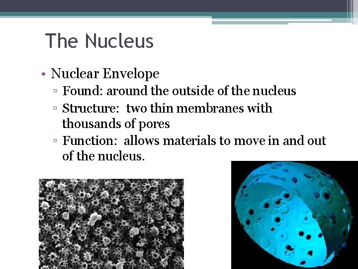 The Nucleus • Nuclear Envelope ▫ Found: around the outside of the nucleus ▫