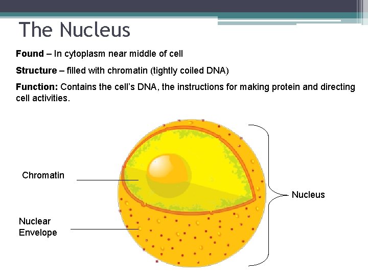 The Nucleus Found – In cytoplasm near middle of cell Structure – filled with