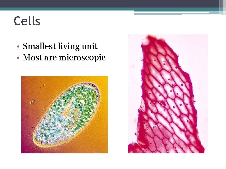 Cells • Smallest living unit • Most are microscopic 