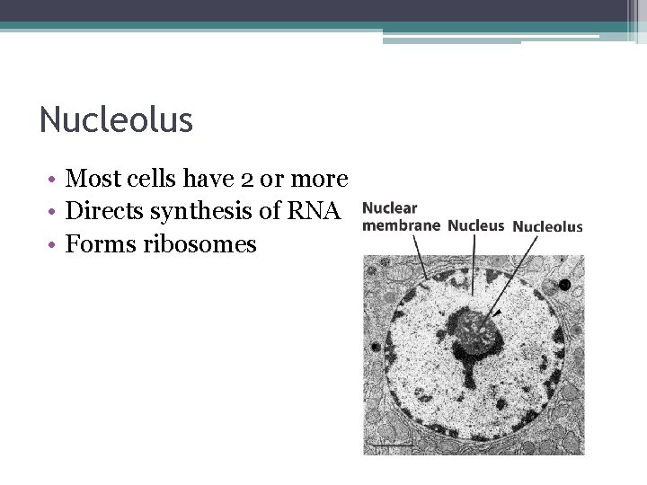 Nucleolus • Most cells have 2 or more • Directs synthesis of RNA •