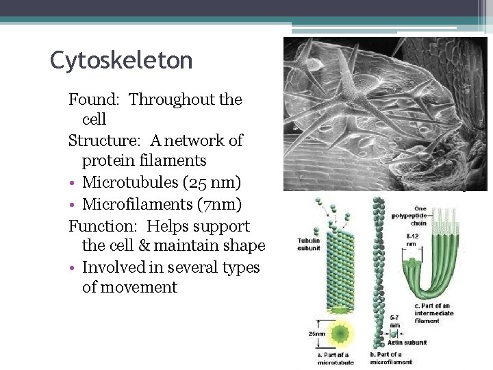 Cytoskeleton Found: Throughout the cell Structure: A network of protein filaments • Microtubules (25