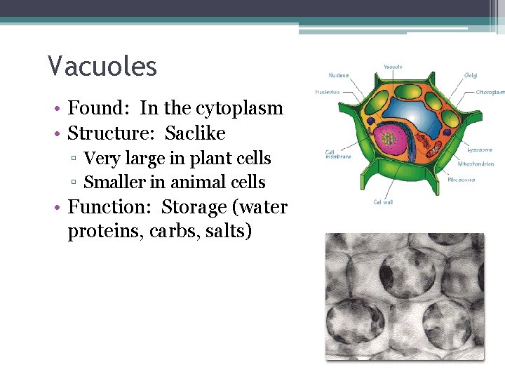 Vacuoles • Found: In the cytoplasm • Structure: Saclike ▫ Very large in plant