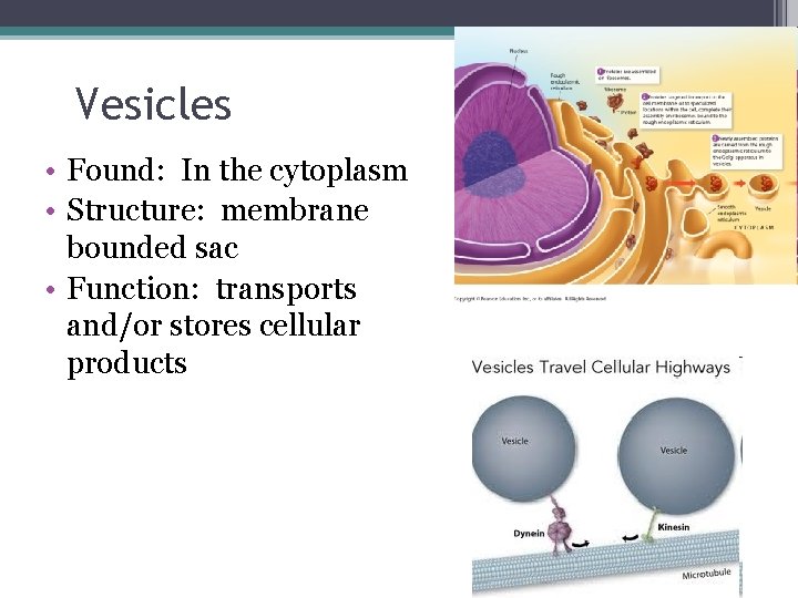 Vesicles • Found: In the cytoplasm • Structure: membrane bounded sac • Function: transports