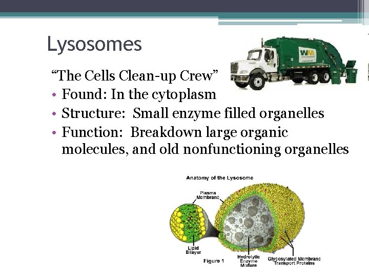 Lysosomes “The Cells Clean-up Crew” • Found: In the cytoplasm • Structure: Small enzyme