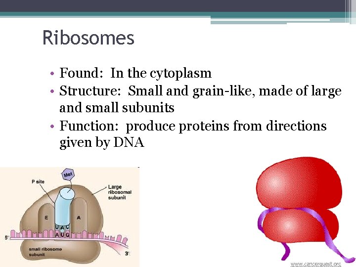 Ribosomes • Found: In the cytoplasm • Structure: Small and grain-like, made of large