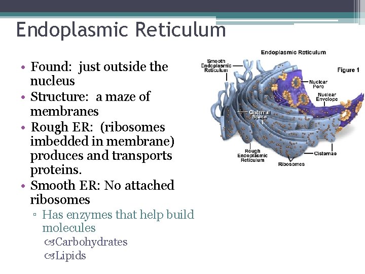 Endoplasmic Reticulum • Found: just outside the nucleus • Structure: a maze of membranes