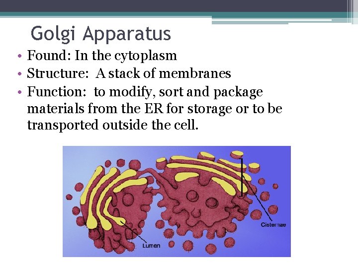 Golgi Apparatus • Found: In the cytoplasm • Structure: A stack of membranes •