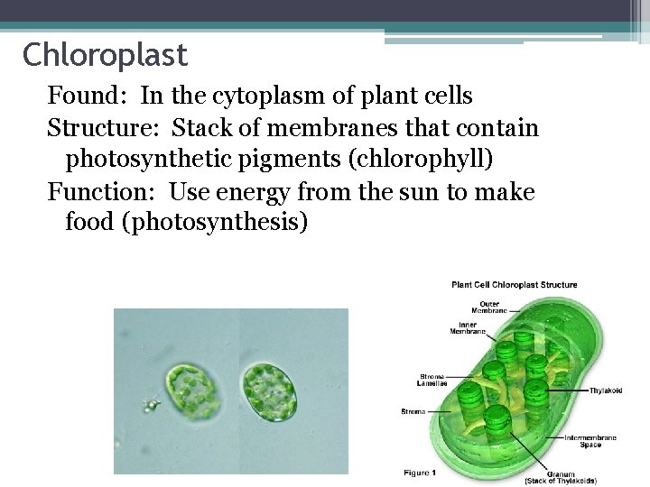 Chloroplast Found: In the cytoplasm of plant cells Structure: Stack of membranes that contain