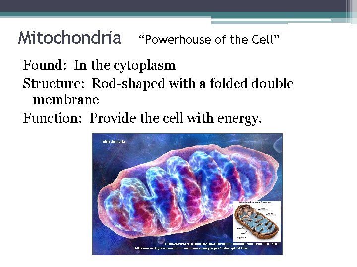 Mitochondria “Powerhouse of the Cell” Found: In the cytoplasm Structure: Rod-shaped with a folded