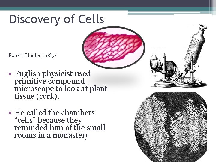 Discovery of Cells Robert Hooke (1665) • English physicist used primitive compound microscope to