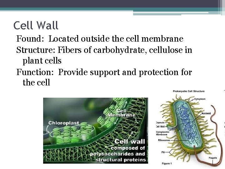 Cell Wall Found: Located outside the cell membrane Structure: Fibers of carbohydrate, cellulose in