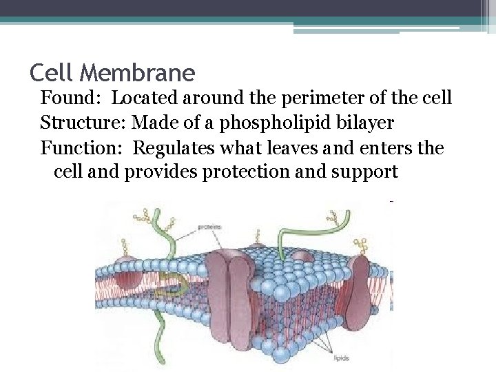 Cell Membrane Found: Located around the perimeter of the cell Structure: Made of a