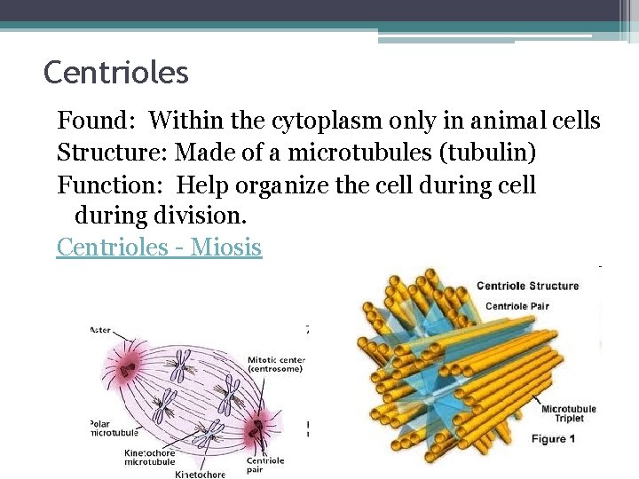 Centrioles Found: Within the cytoplasm only in animal cells Structure: Made of a microtubules