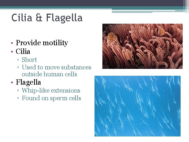 Cilia & Flagella • Provide motility • Cilia ▫ Short ▫ Used to move