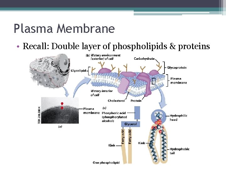 Plasma Membrane • Recall: Double layer of phospholipids & proteins 