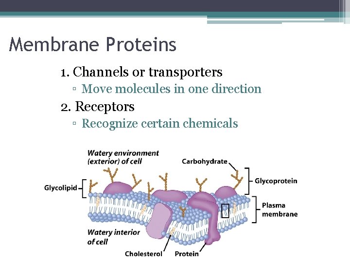 Membrane Proteins 1. Channels or transporters ▫ Move molecules in one direction 2. Receptors